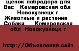 щенок лабрадора для Вас - Кемеровская обл., Новокузнецк г. Животные и растения » Собаки   . Кемеровская обл.,Новокузнецк г.